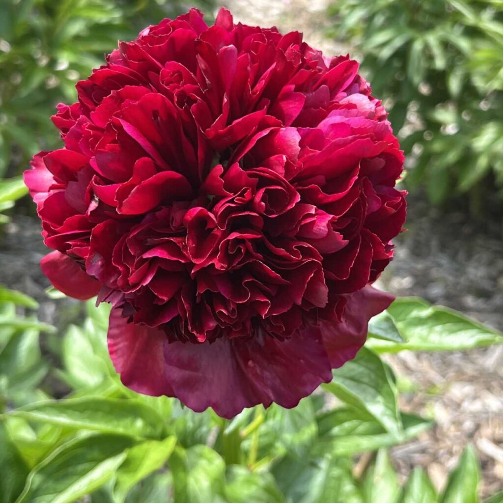 Peony - Commando