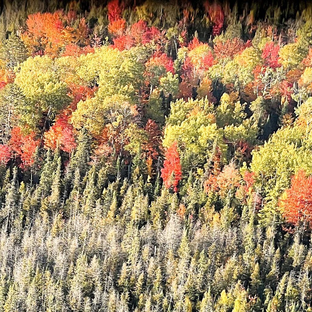 Ariel View of Indian River