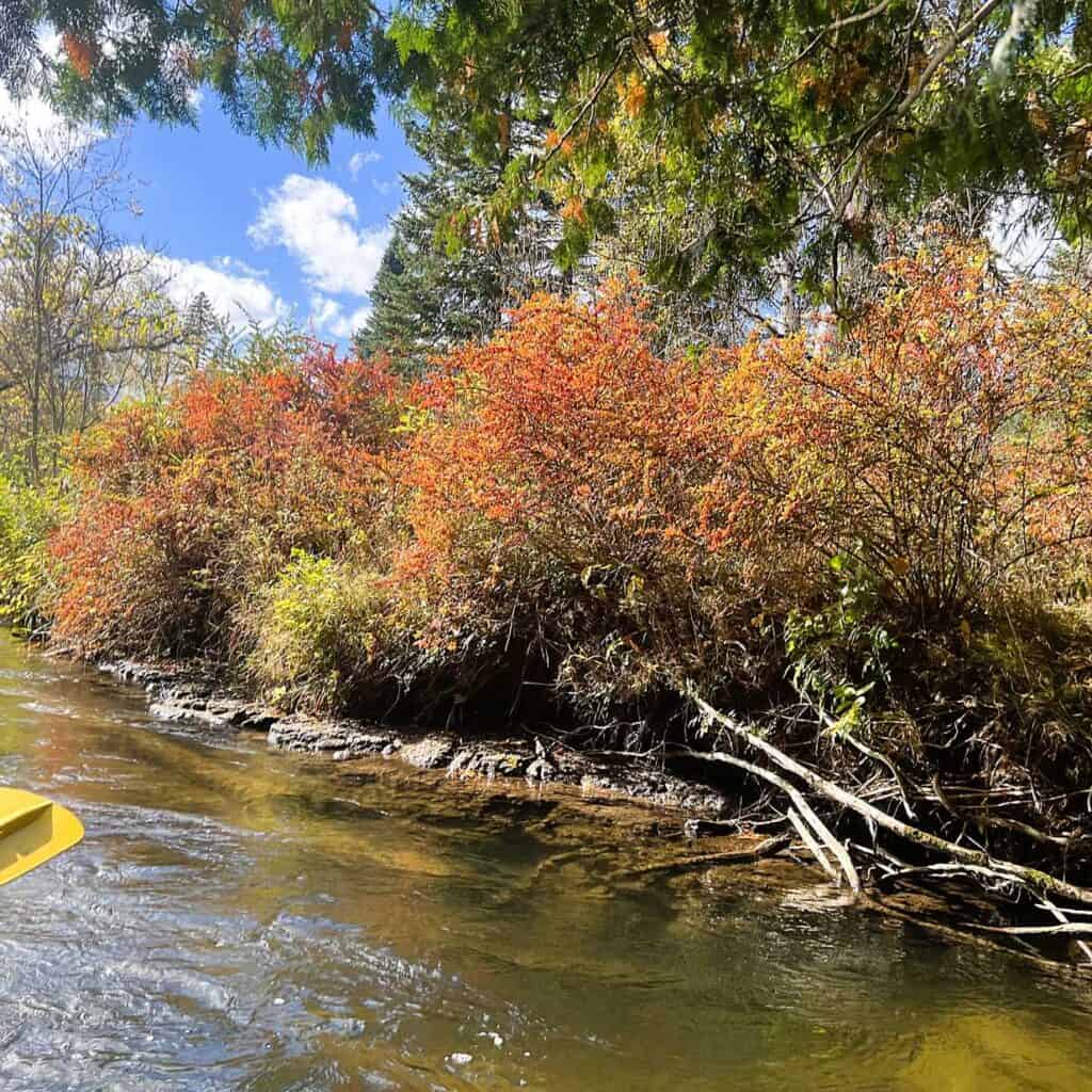 Fall Colors on the Sturgeon River