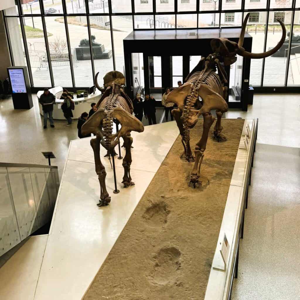 University of Michigan Natural History Museum