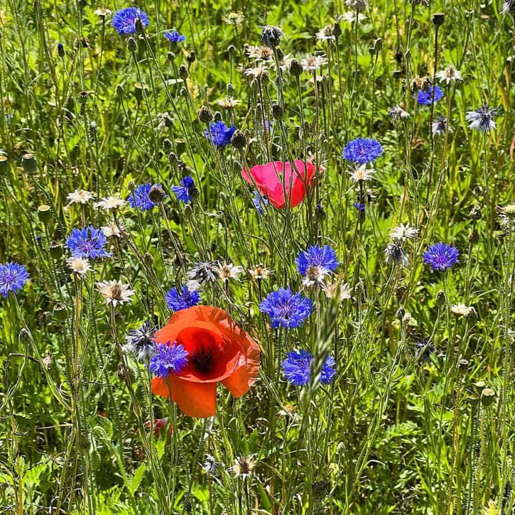 Poppy Fields in Michigan