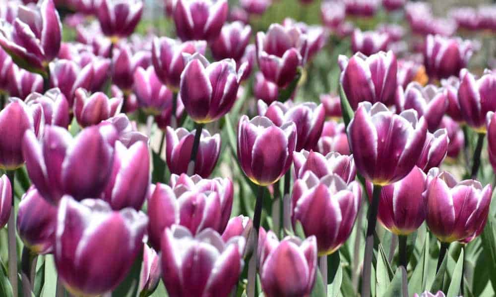 Tulips in Holland Michigan