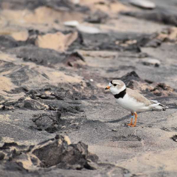 Great Lakes Piping Plover