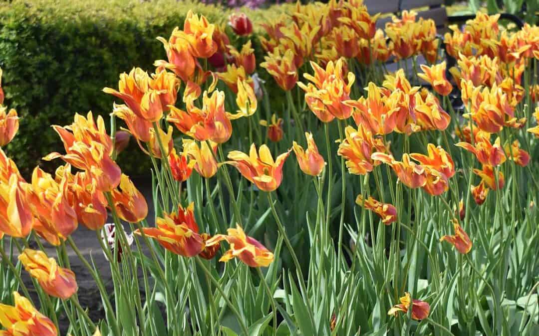 A Weekend Guide to Holland, Michigan, during Tulip Time