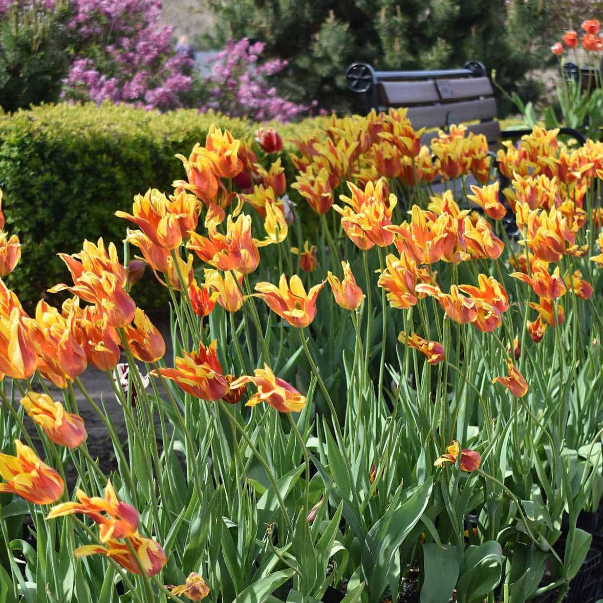 Centennial Park Tulips – Resized Centennial Park Tulips