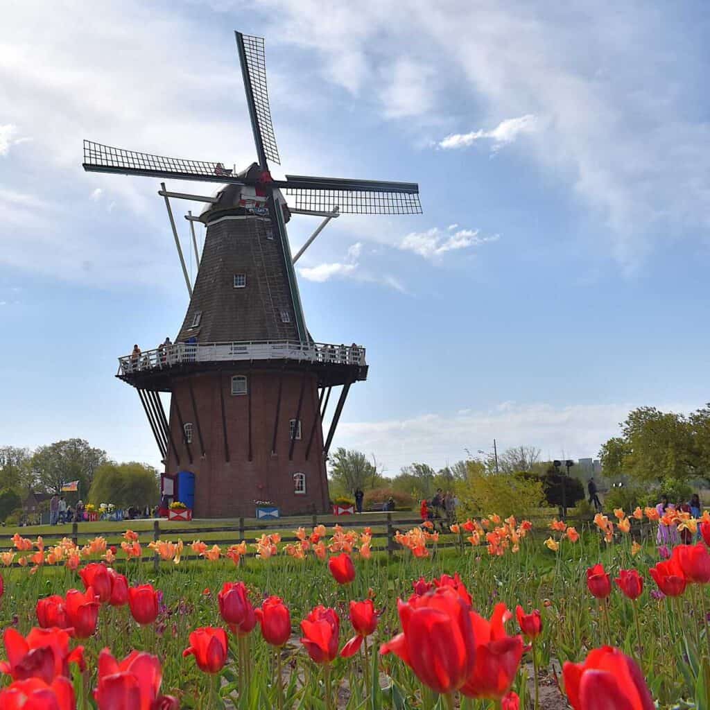 De Zwaan with Tulips