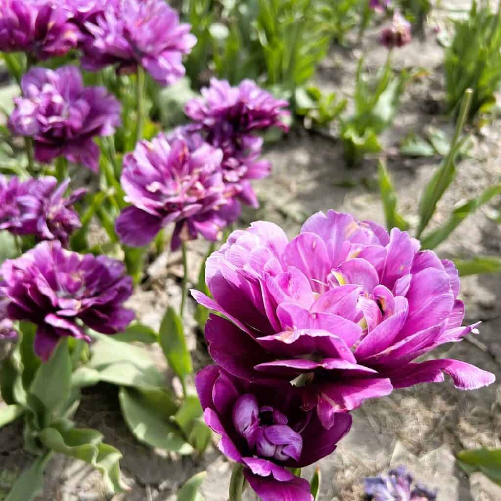 Peony-Style Tulips