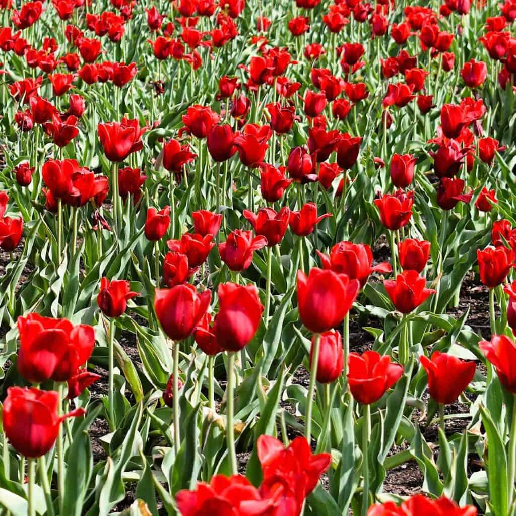 Rounded Petal Tulips