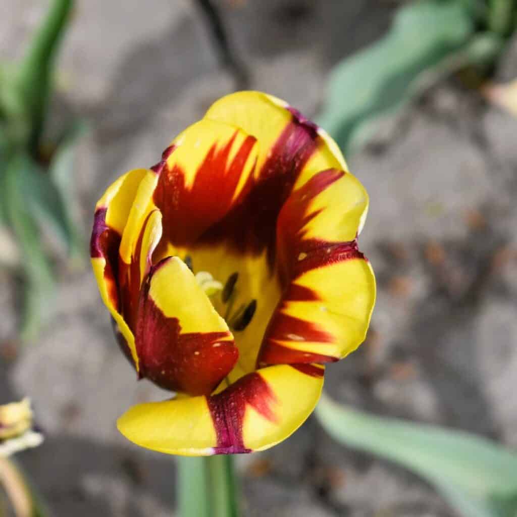 Tulips in Holland, Michigan