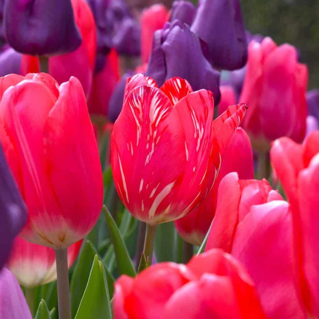 Tulips in Holland, Michigan