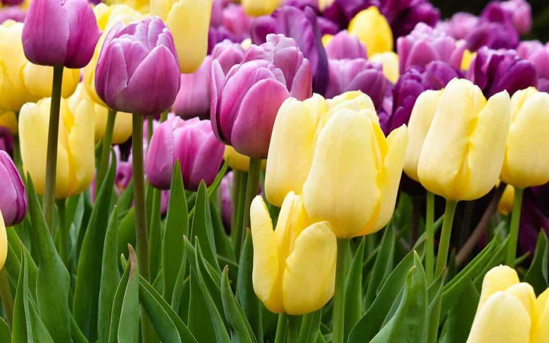 The Best Time to See Tulips in Holland, Michigan