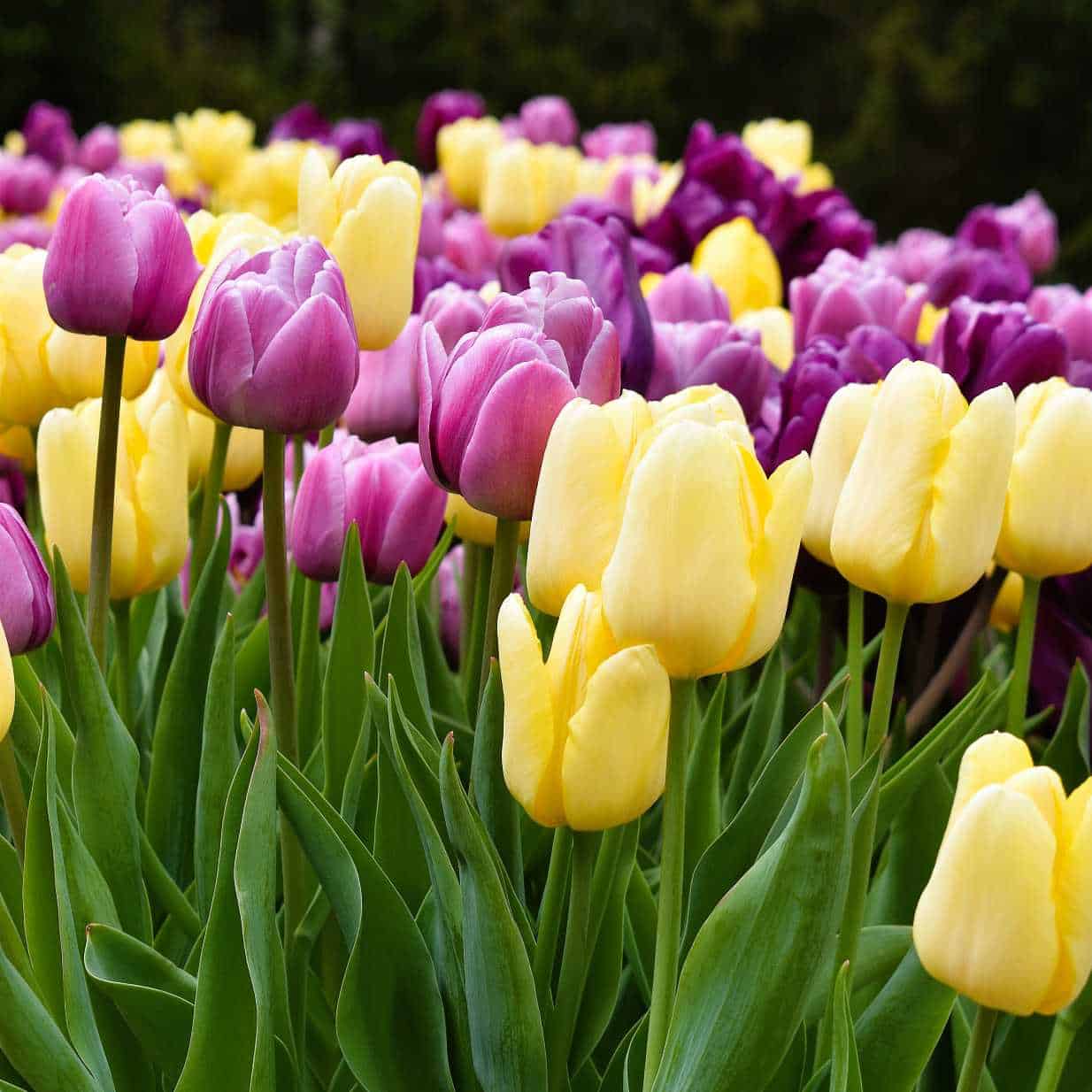 Tulips 10 – Resized Best Time to See Tulips in Holland Michigan, in the Immersion Garden at the Tulip Time Festival in Holland Michigan