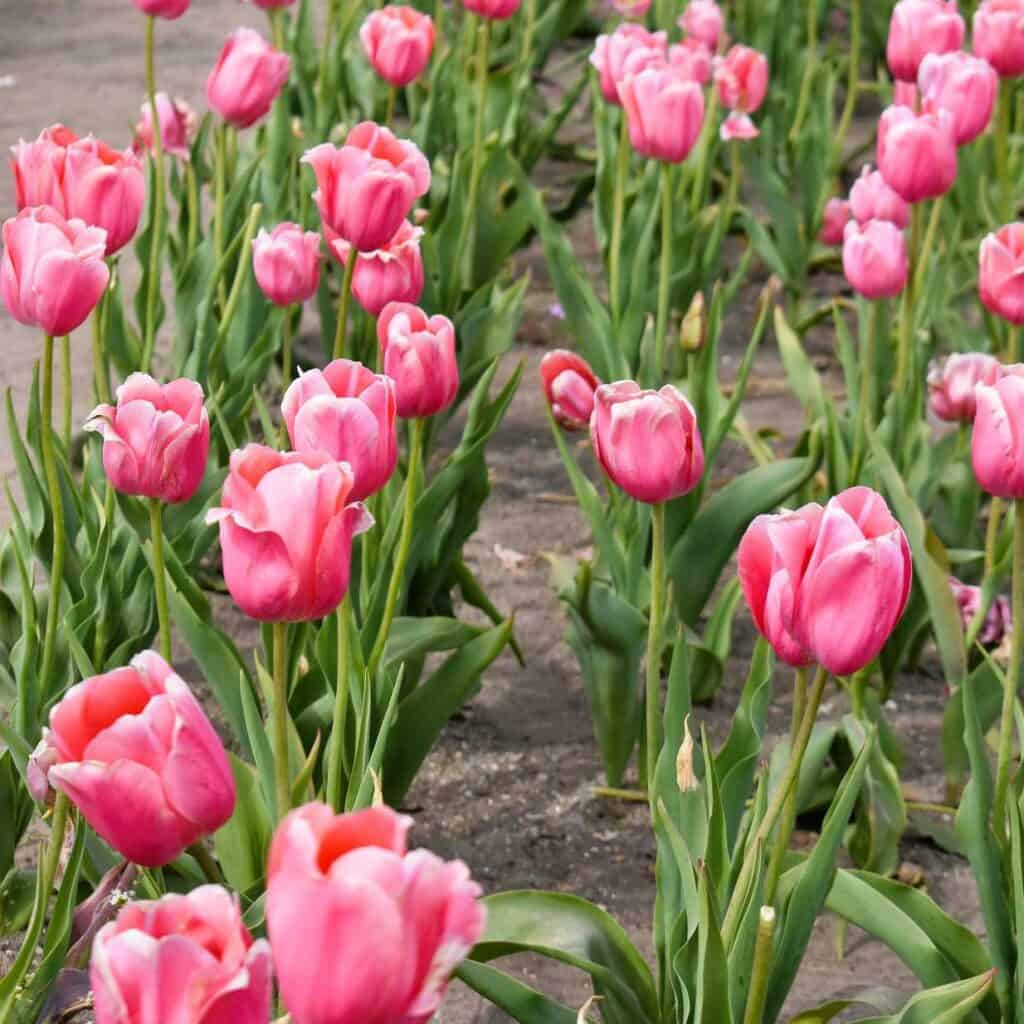 Tulips at Hollands Tulip Festival